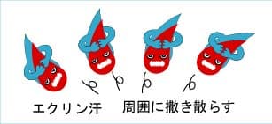 わきが（ワキガ）の仕組み３