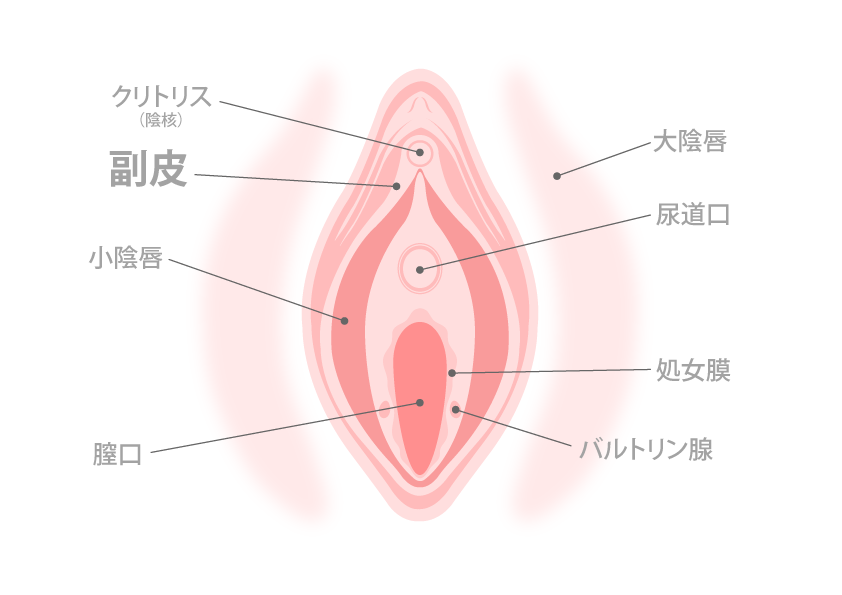 副皮のイメージ