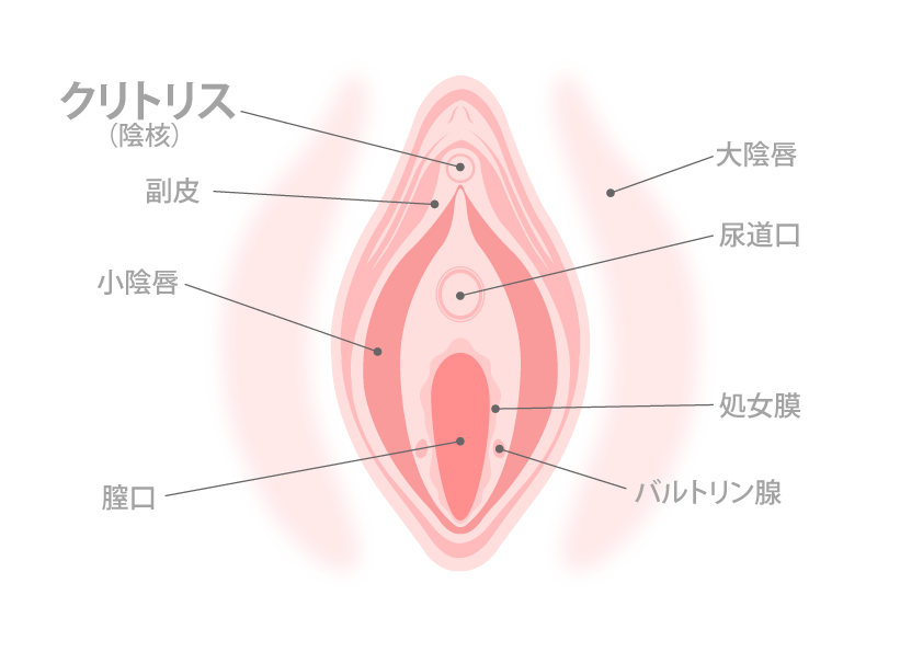 クリトリスのイメージ