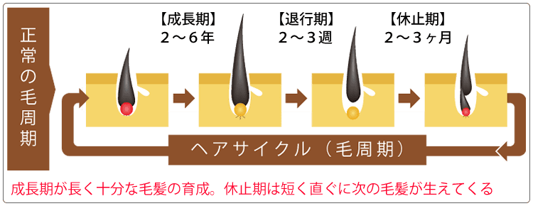 正常な毛周期