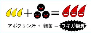 わきが(ワキガ)の仕組み わきが(ワキガ)の仕組み