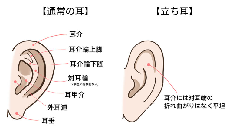 耳の構造